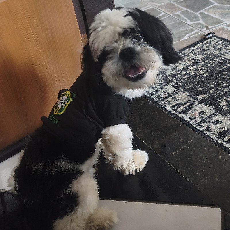 Macho 1 ano e 2 meses