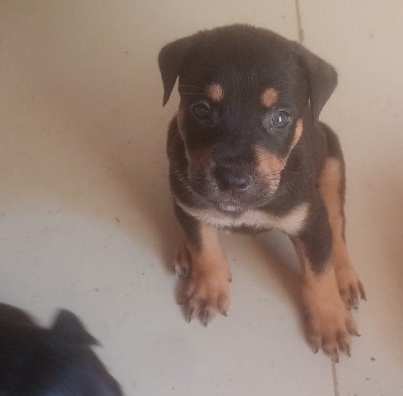 Filhotes Rottweiler com Pit monster - Foto 3