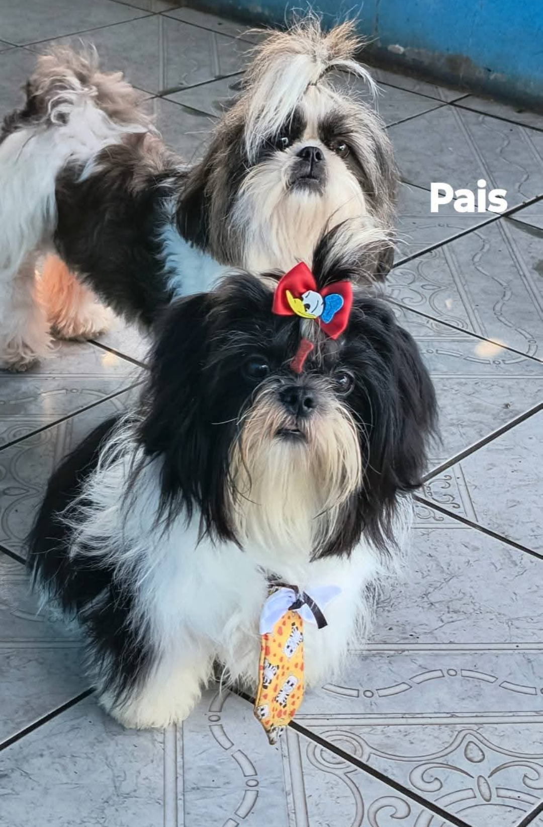 Portal Vendocão Lindos filhotes de Shih Tzu puríssimos  Portão 