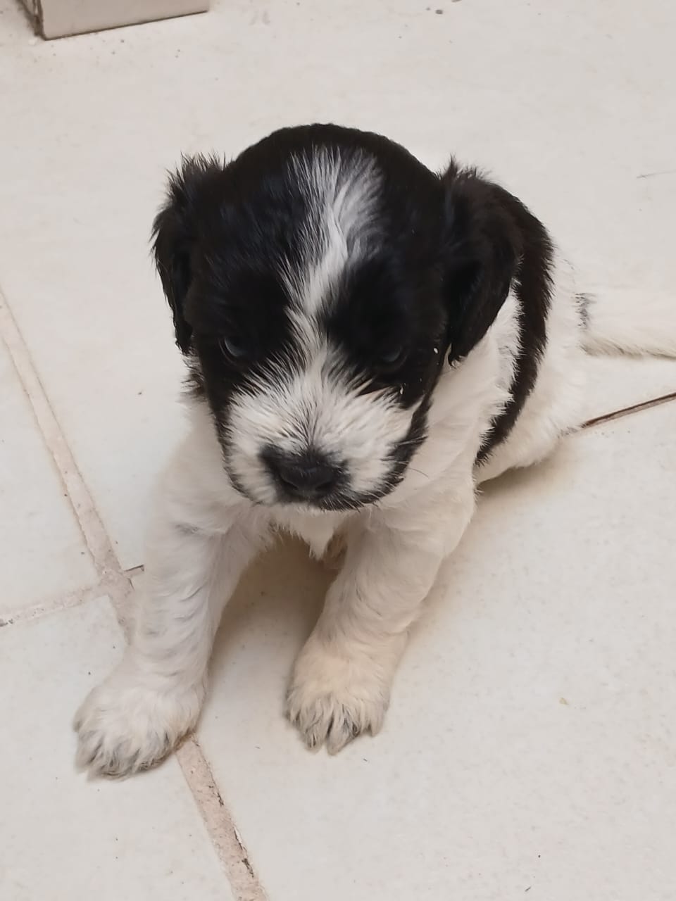 Portal Vendocão Cachorro Shih poo  Camaçari