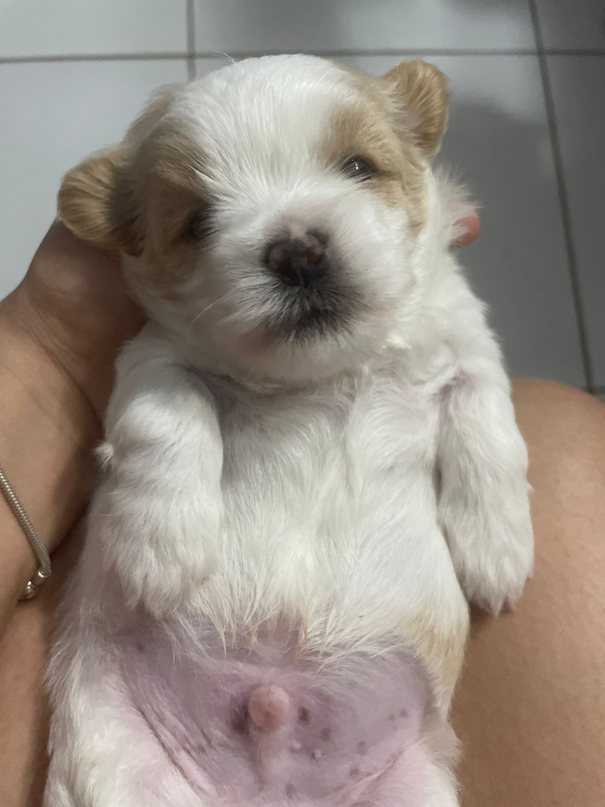 filhotes de Lhasa Apso Parnamirim 