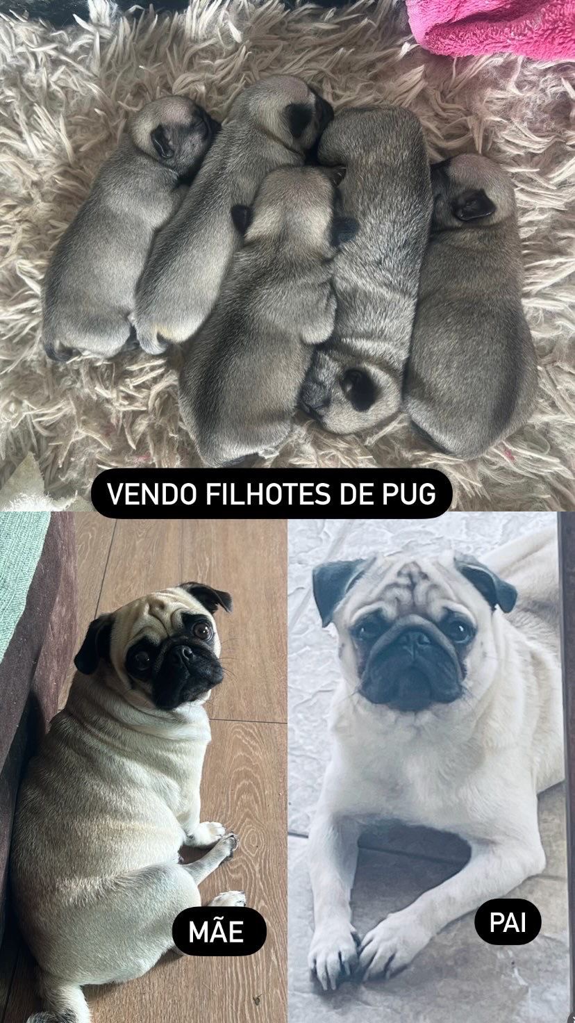 Portal Vendocão Filhotes Pug Belo Horizonte 