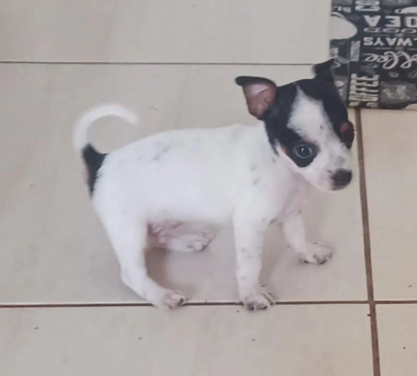 Portal Vendocão Pinscher n1 Campo Grande