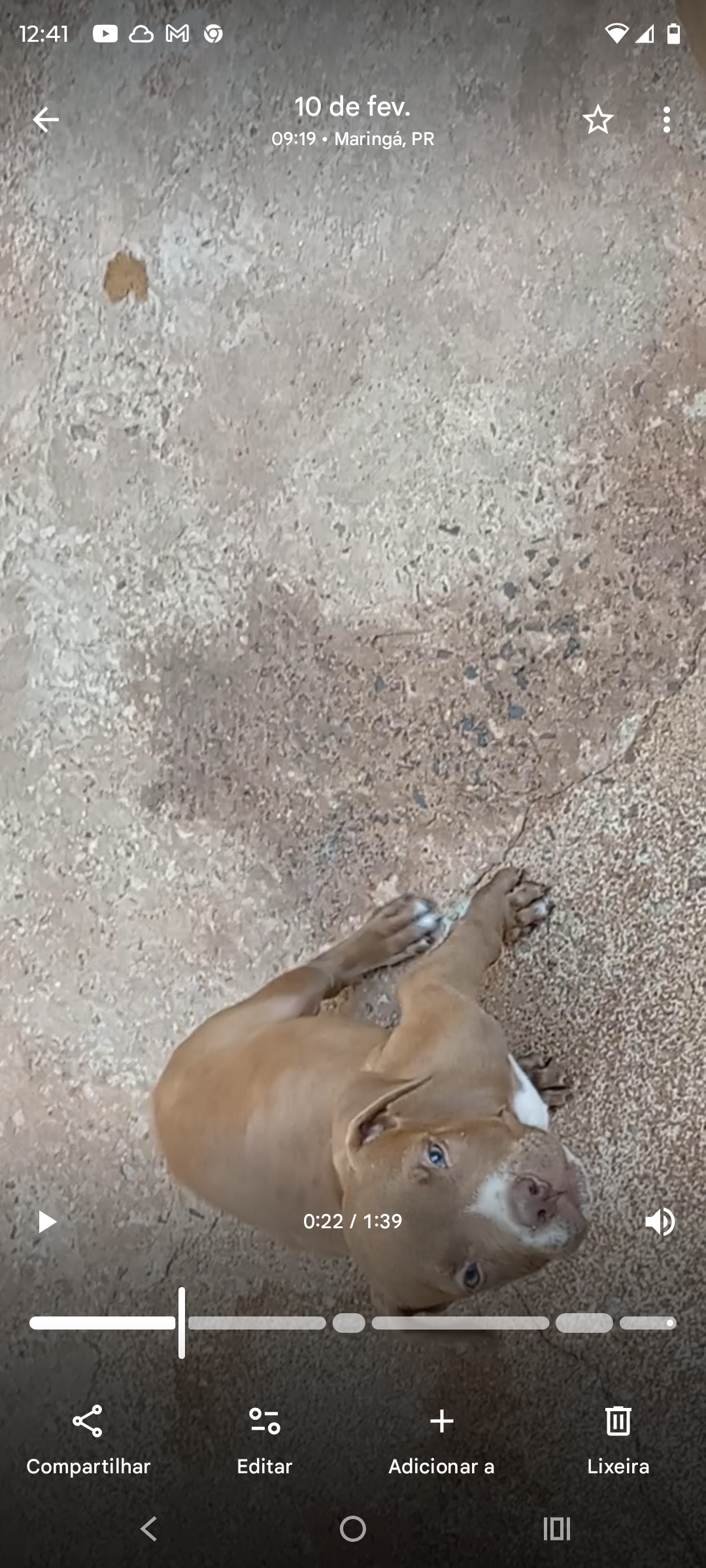 Pitbull puro  - Foto 1