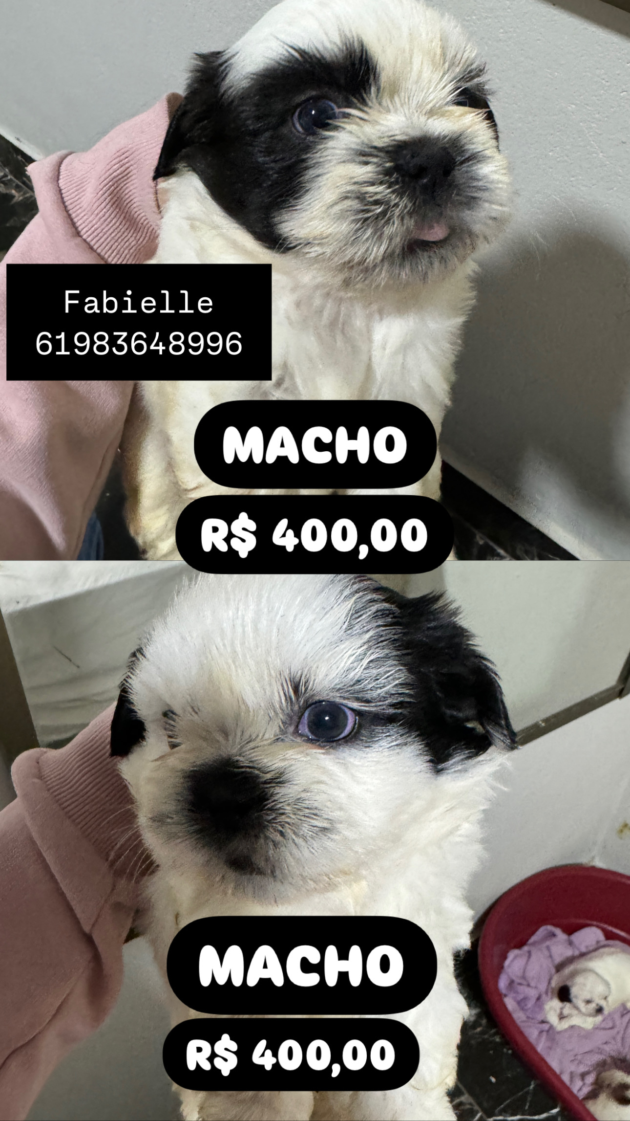 Portal Vendocão Vendo Shitszu Macho Brasília