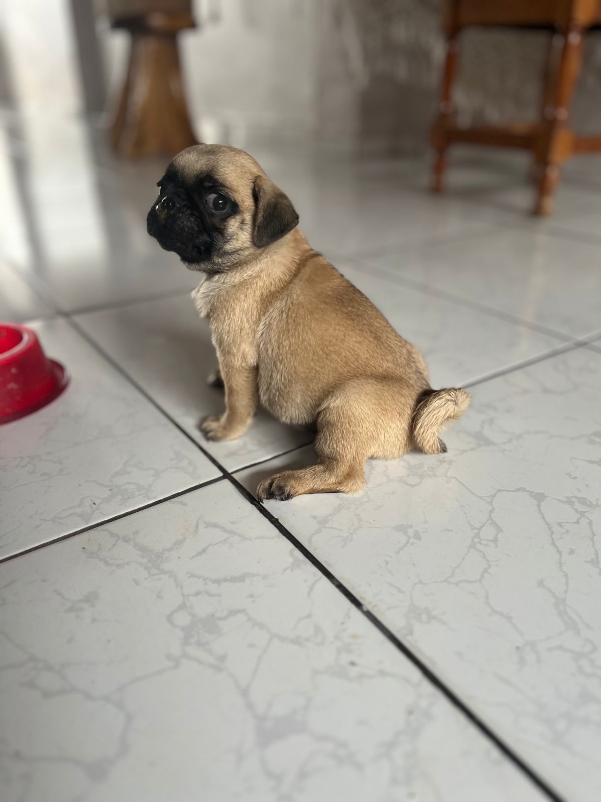 Portal Vendocão Vendo cachorro pug Porto velho 