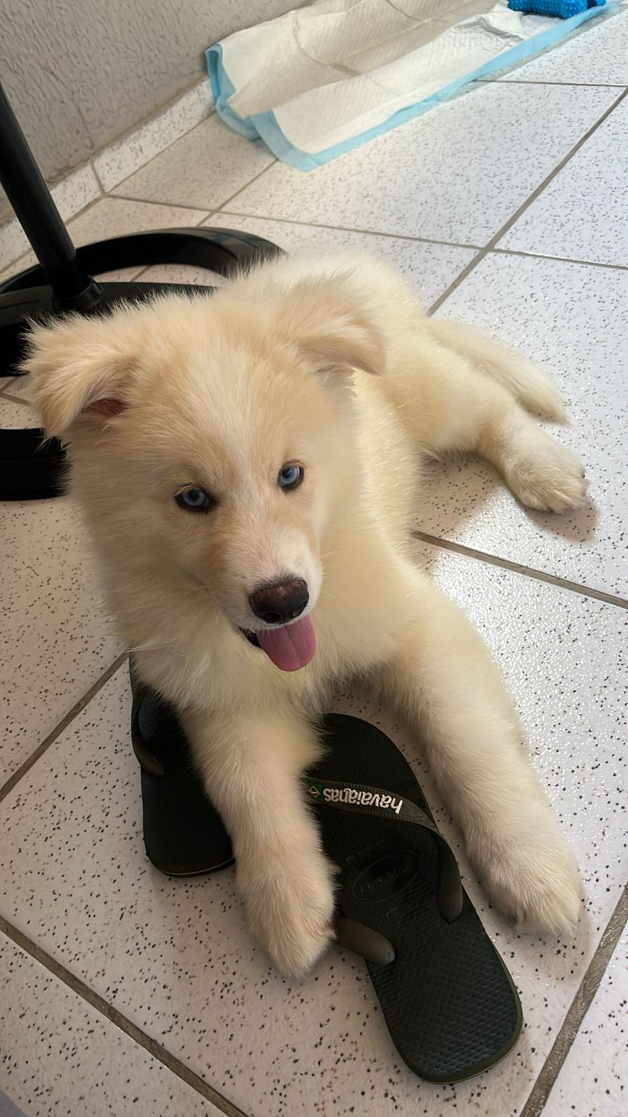 Portal Vendocão Lindo Filhote Macho Husky + Acessórios Fortaleza