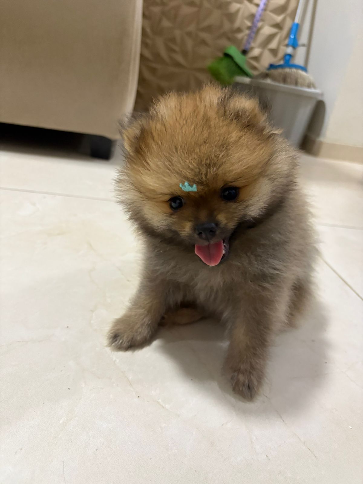 Portal Vendocão Vendo Spitz Alemão Macho Vitória de Santo Antão 