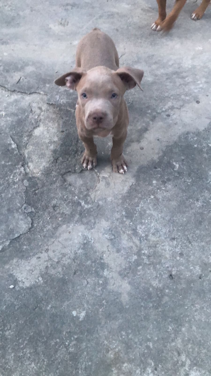 Pitbull monster - Foto 3