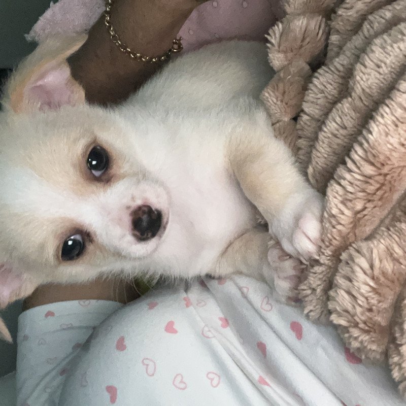 Filhote de chihuahua com 2 meses