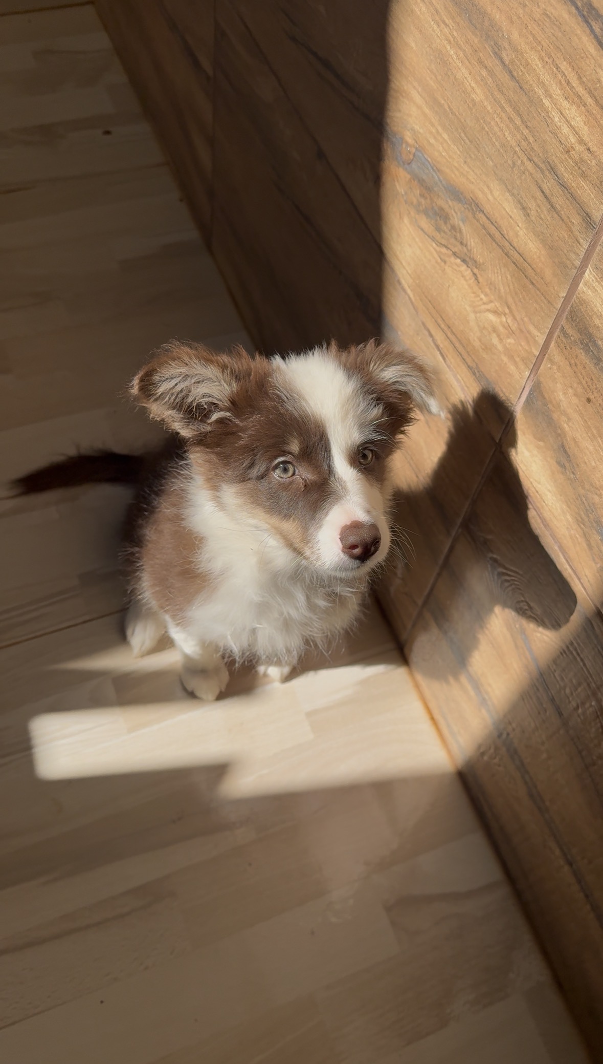 Border collie fêmea 3 messes