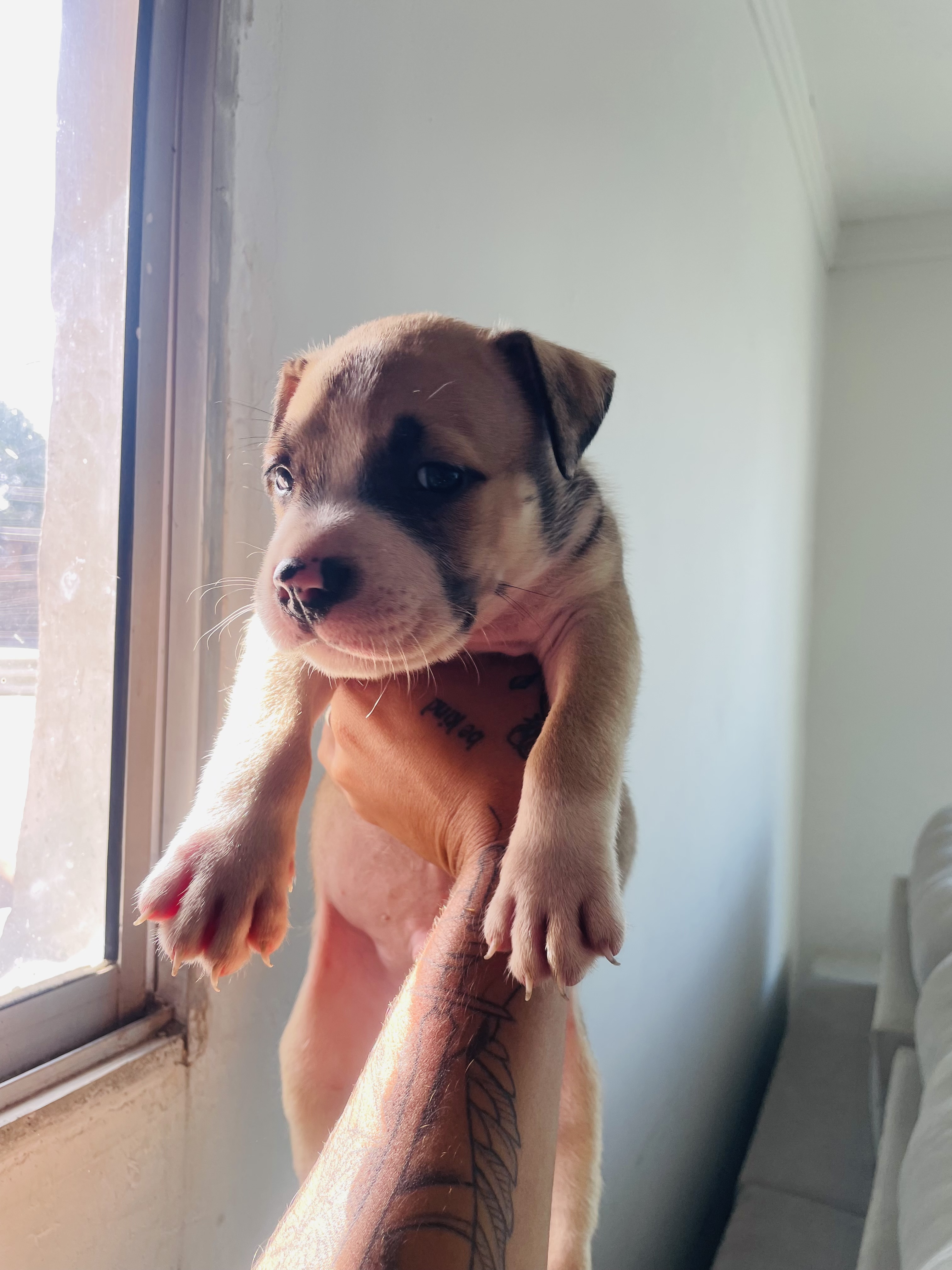 american bully - Foto 4