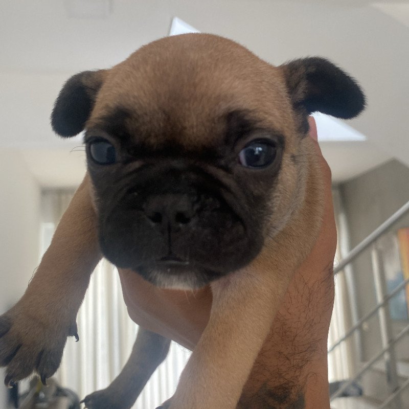 Filho de Buldogue Francês