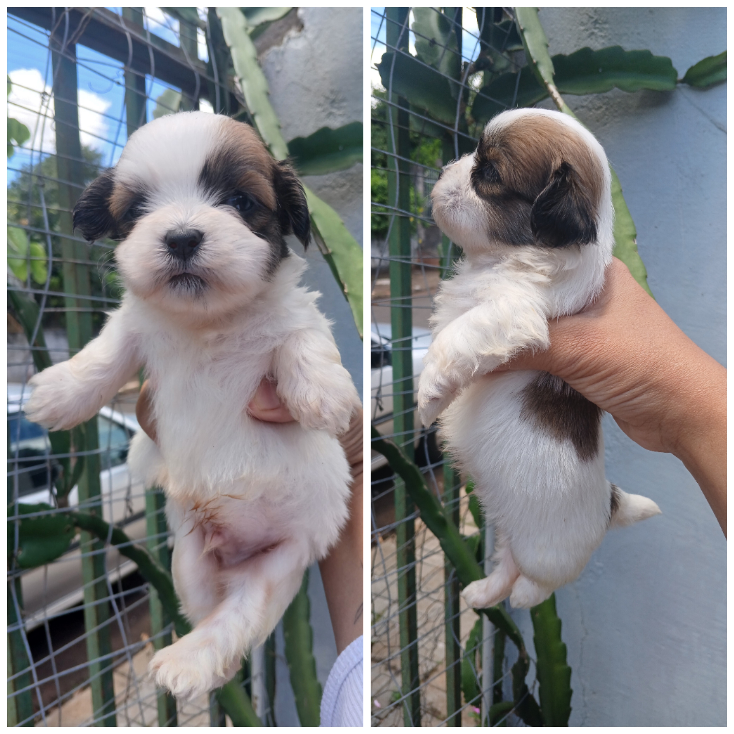 Vende-se Lhasa Apso  - Foto 3