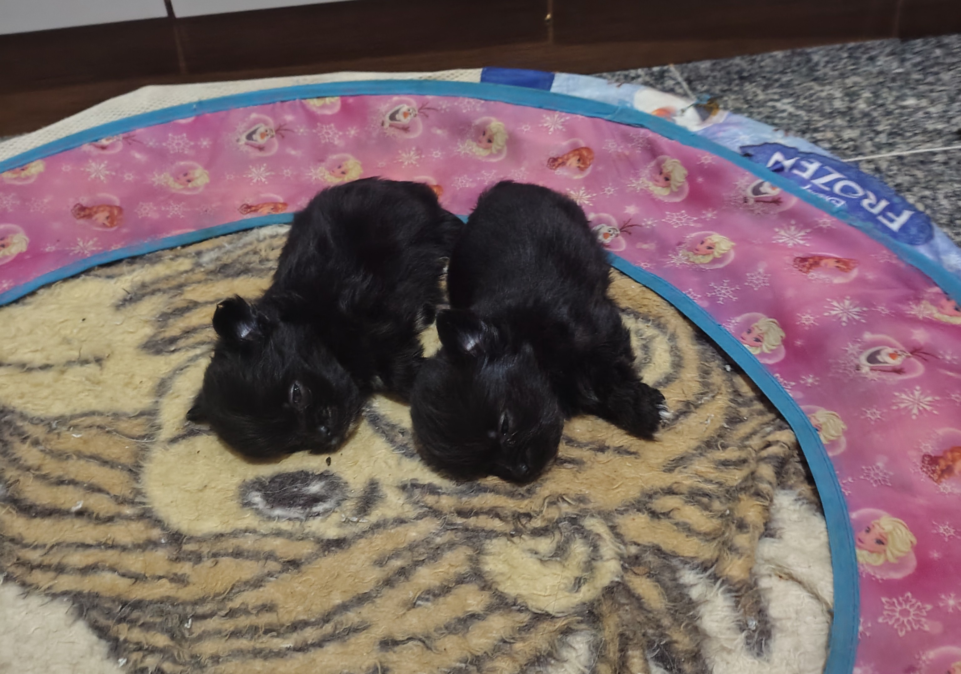 Portal Vendocão Vendo 3 filhotes de shitzu macho 1434000