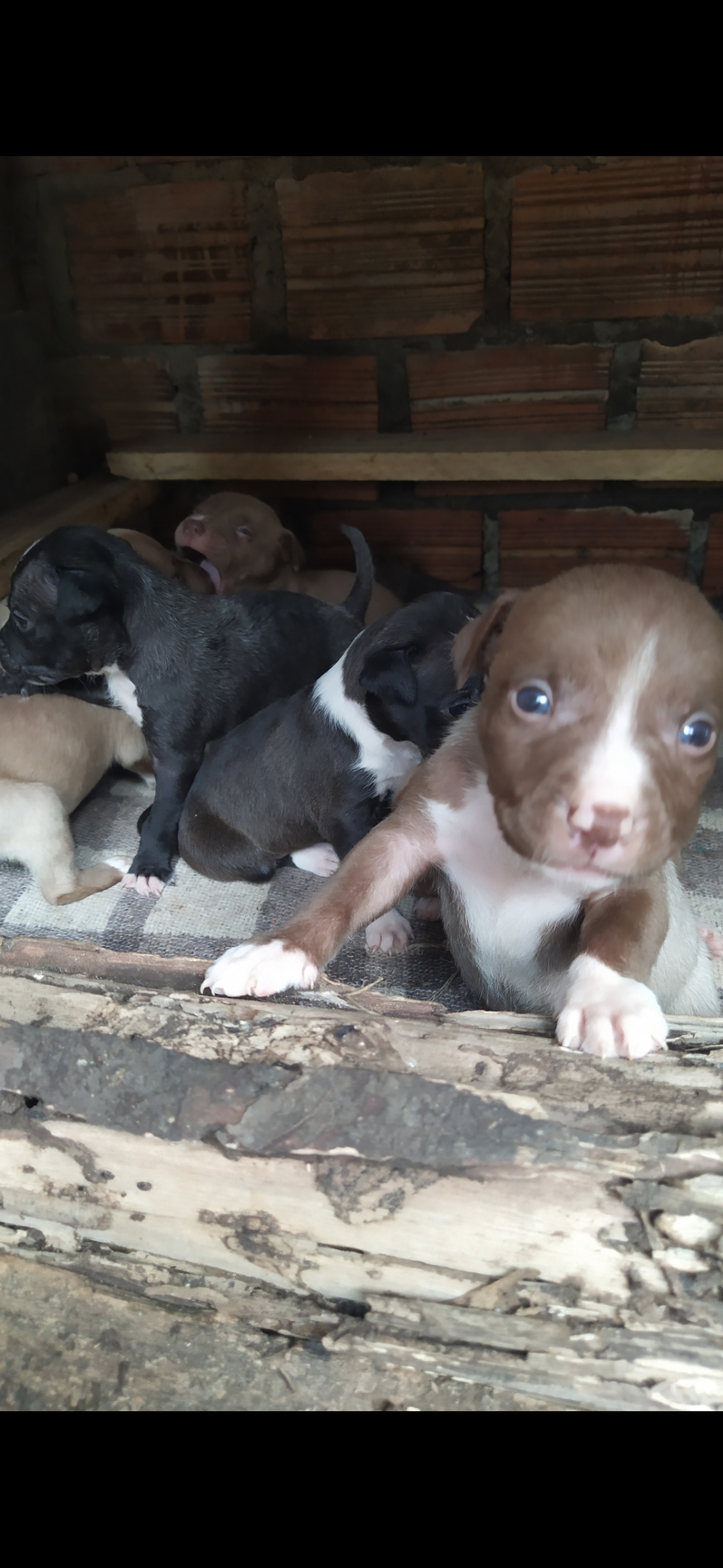 Portal Vendocão Vendo filhotes de Pit Bull  Viamão 