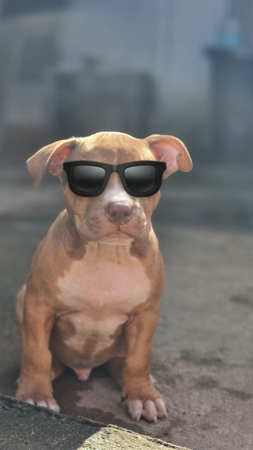 Portal Vendocão Pit Monster  Parauapebas