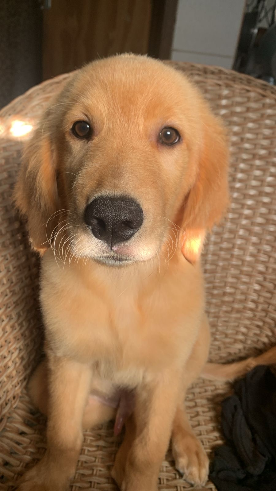 Portal Vendocão Filhote golden retriever  Recife 
