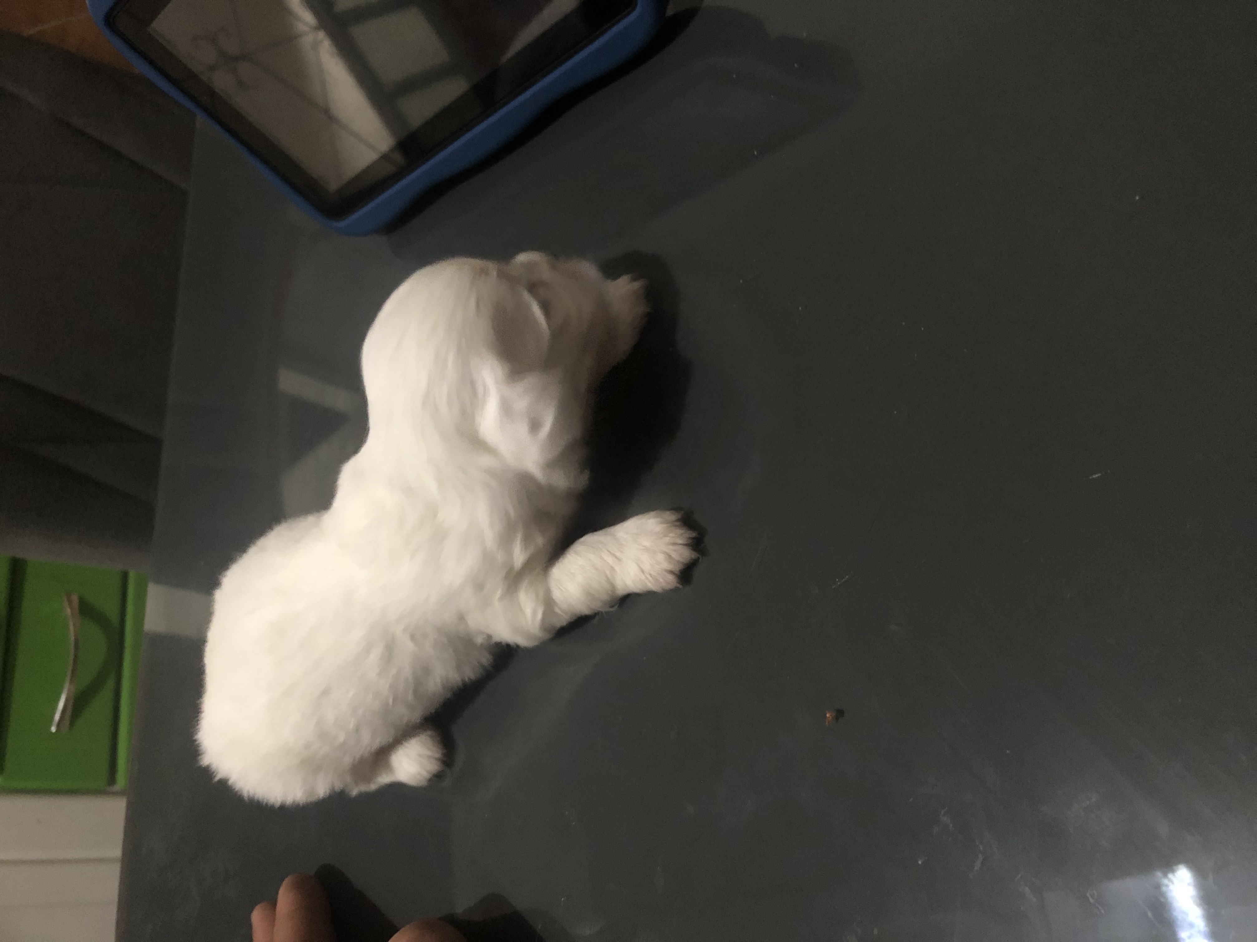 Vendo Lhasa apso - Foto 2