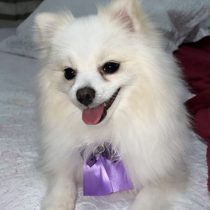 Lulu da pomerania - Foto 2