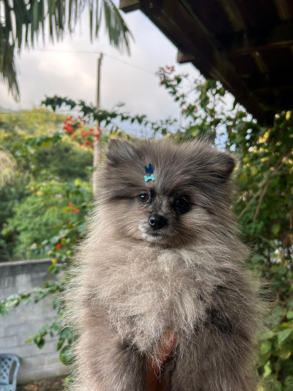 Lulu da pomerania exotico - Foto 3