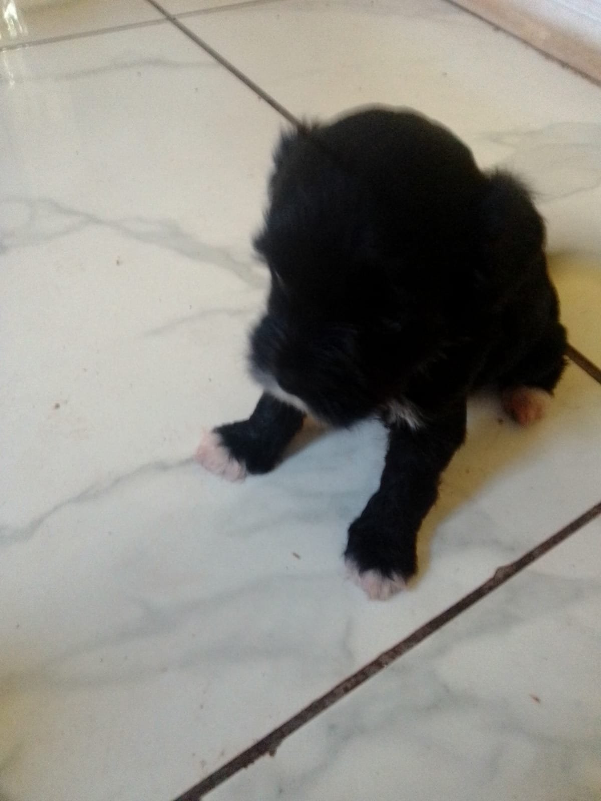 Filhote de poodle