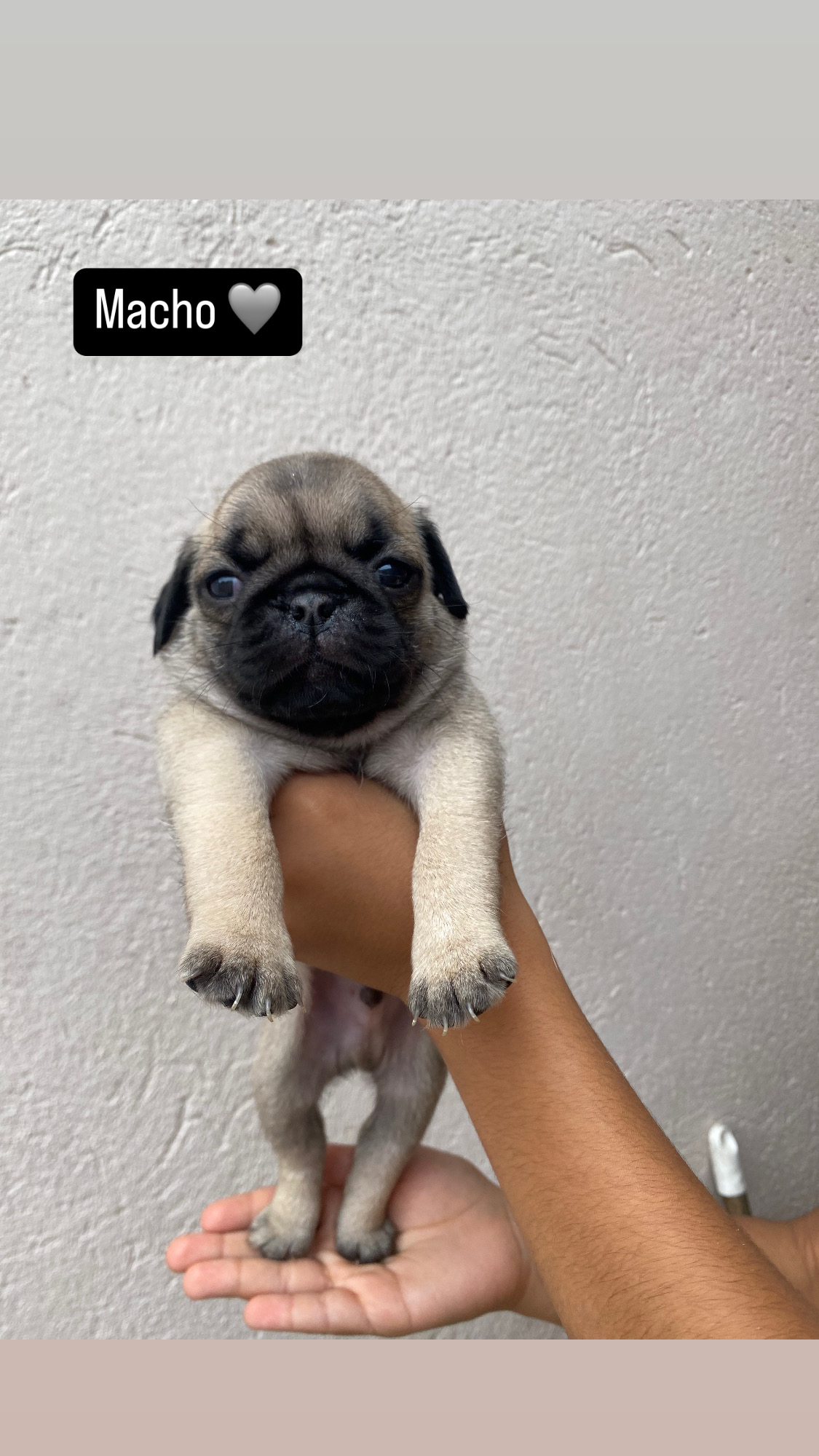 Portal Vendocão Filhotes Pug de alto padrão  Belo Horizonte 