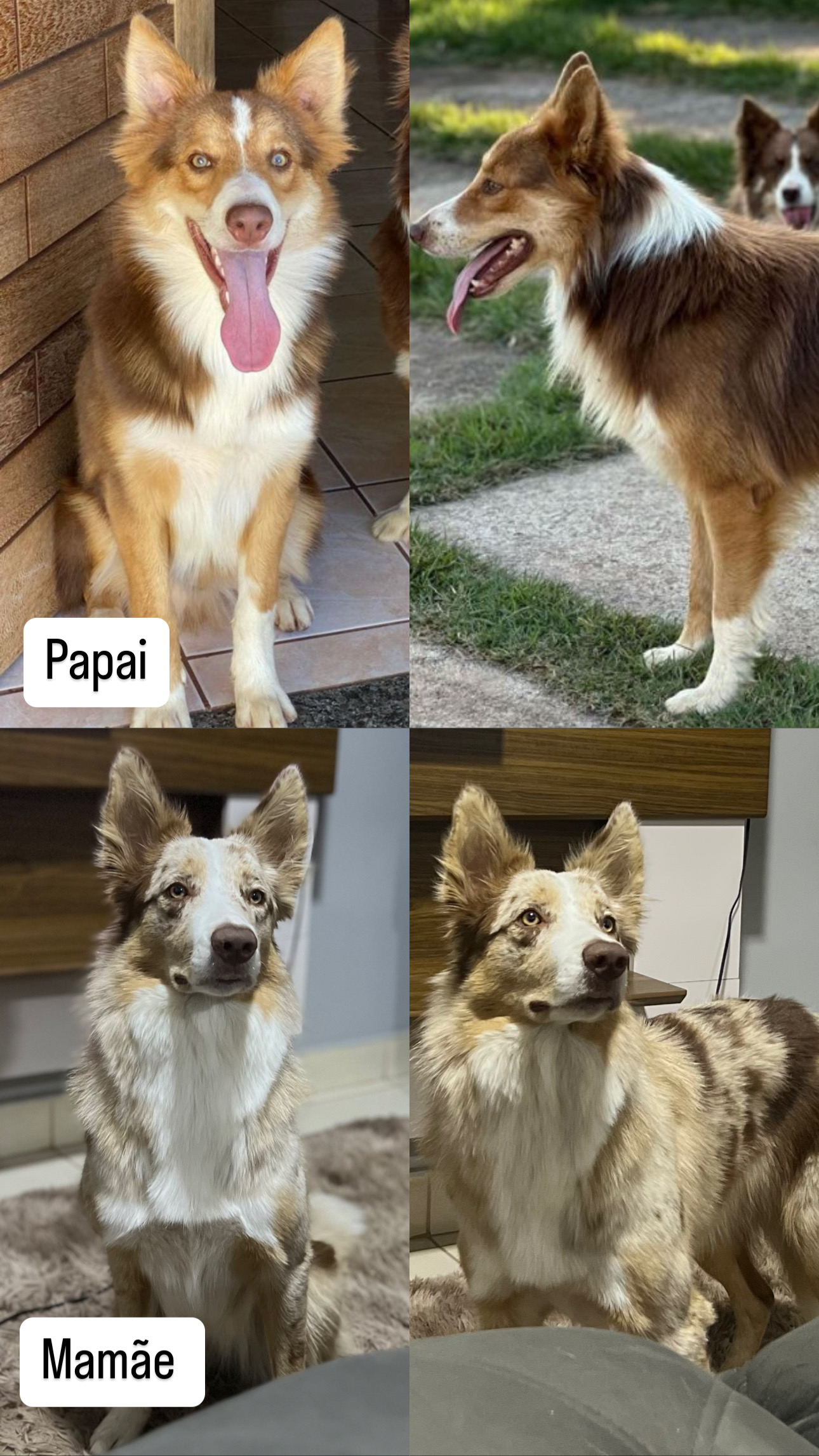 Portal Vendocão Vende-se filhote de Border collie  Brasília 