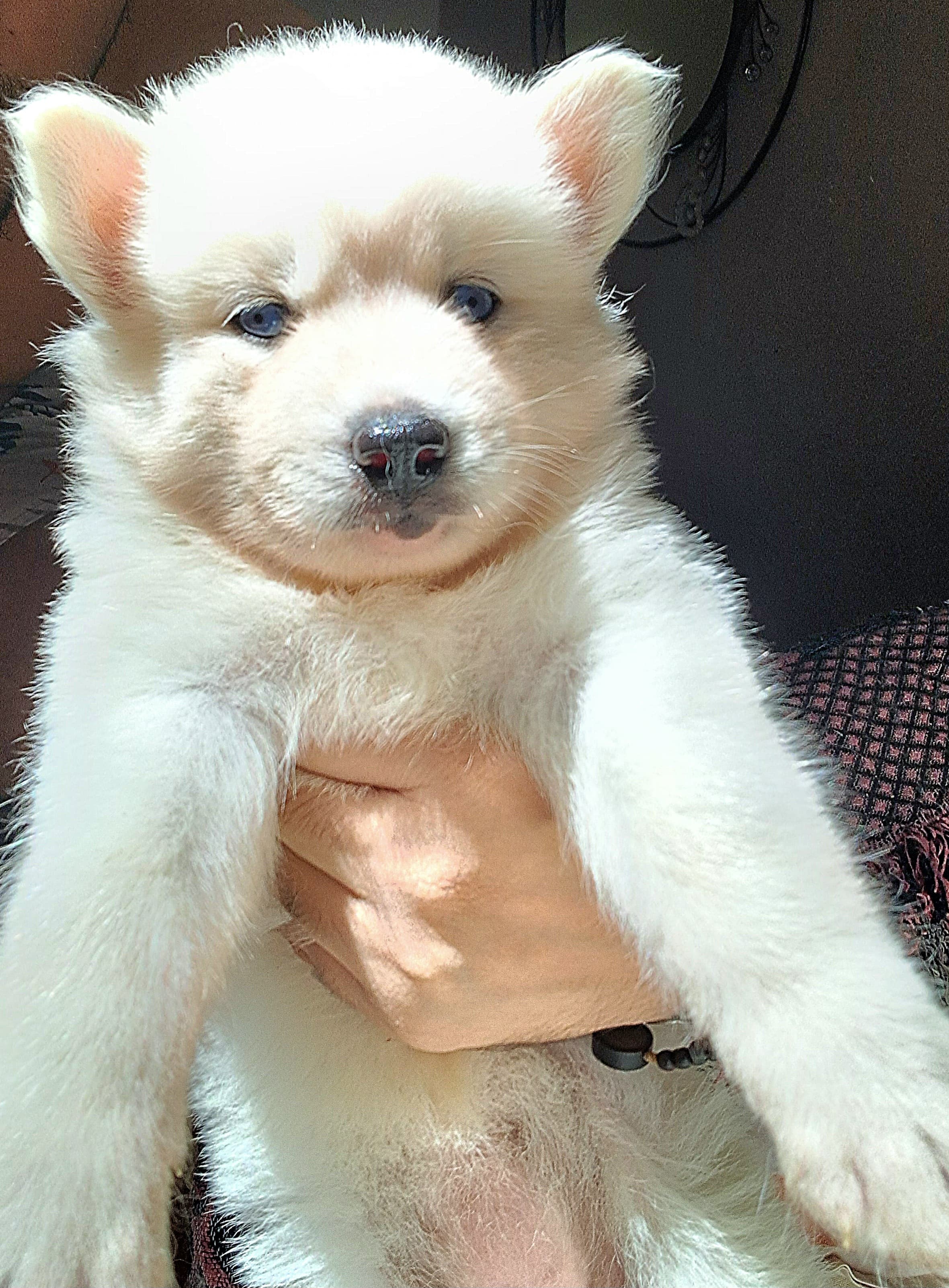 Portal Vendocão Filhotes de huskies  Belém 