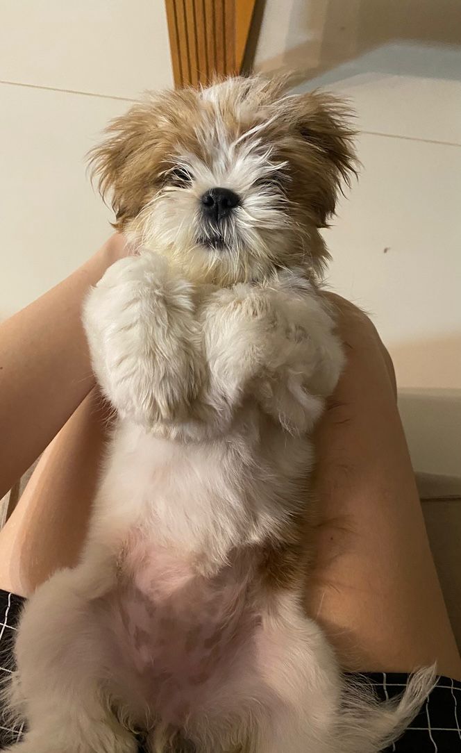 Portal Vendocão Vendo Shih tzu fêmea Teresina