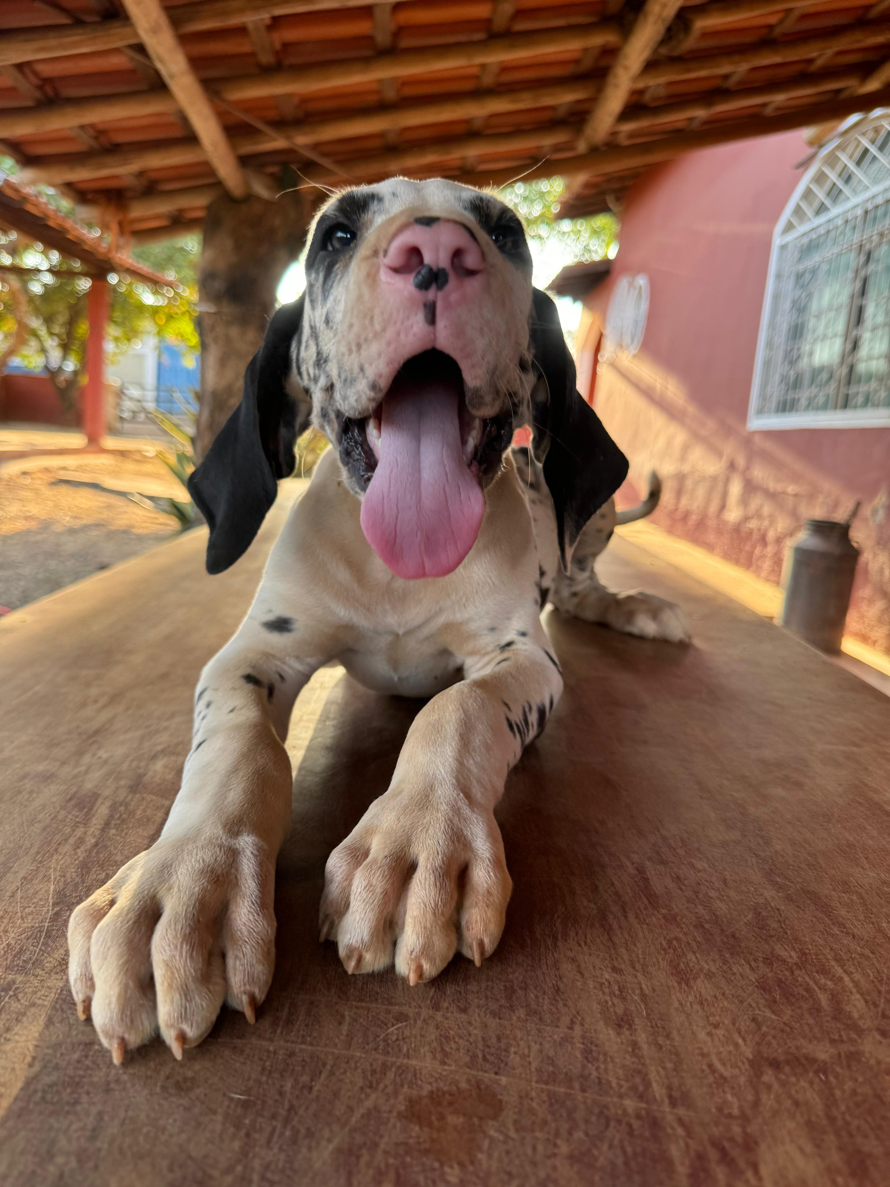 Portal Vendocão Filhotes Dogue Alemão  Curvelo 