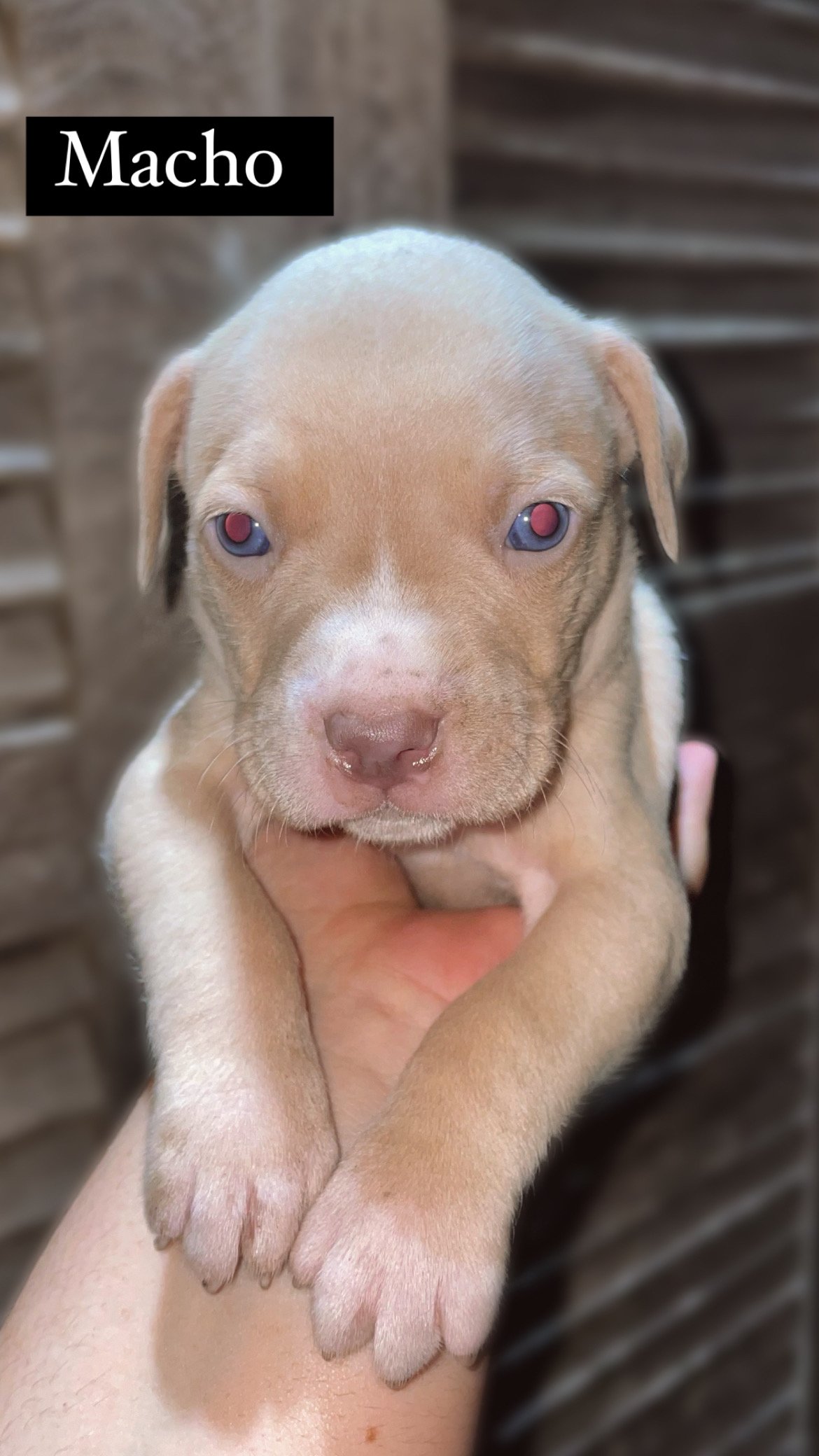 American pitbull terrier  - Foto 5