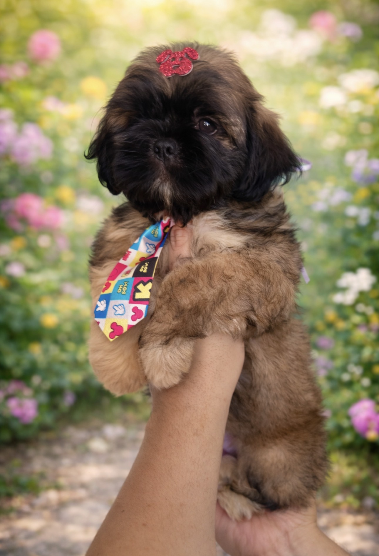 filhote shihtzu - Foto 1