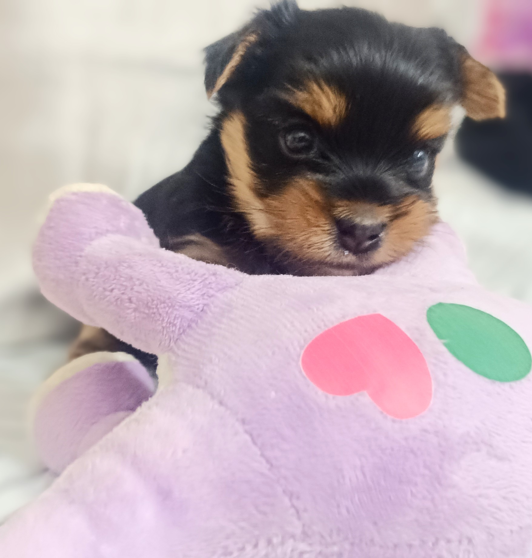 Portal Vendocão Filhote de Yorkshire Terrier (Fêmea)) Ilhéus 