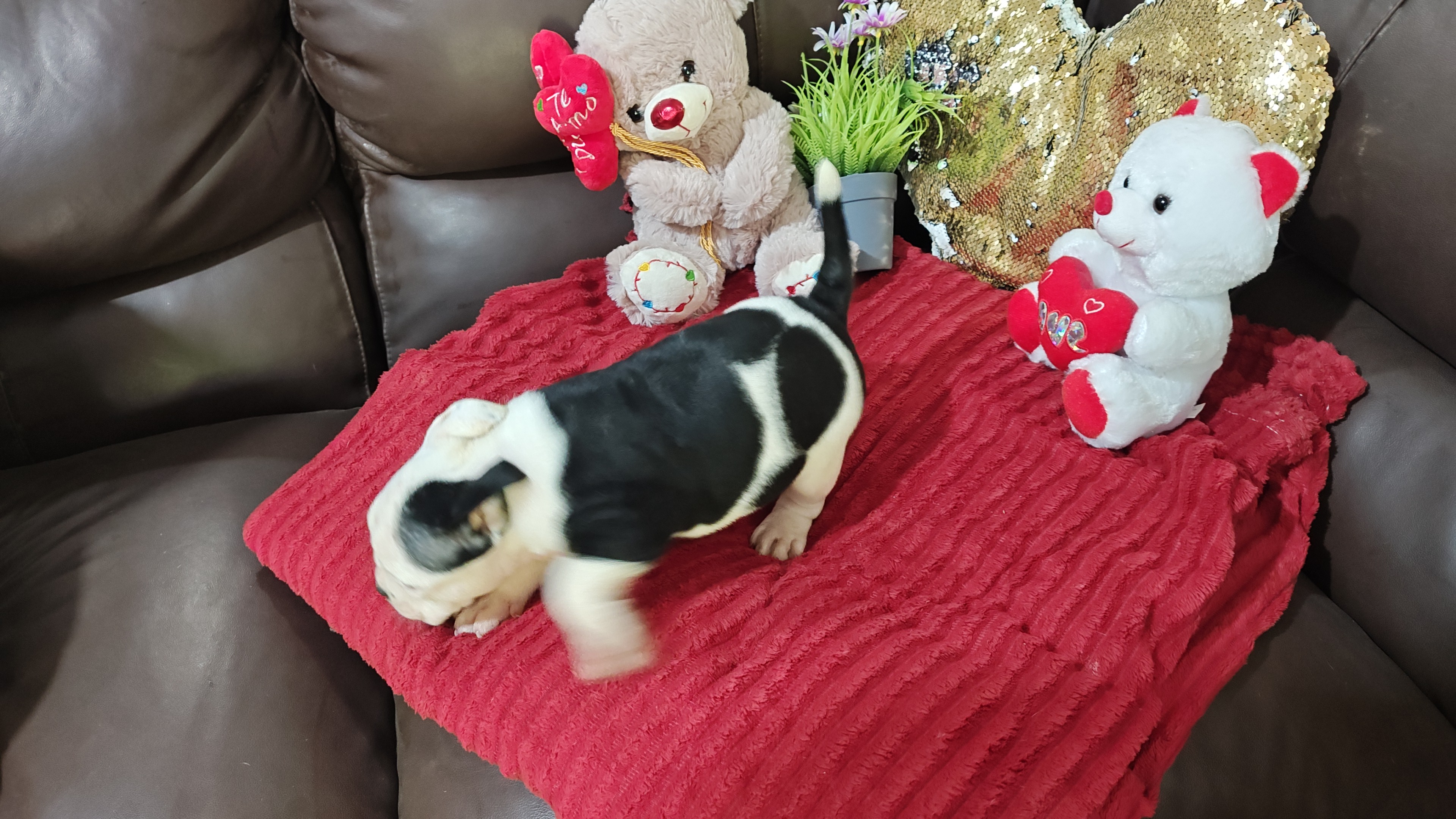 Portal Vendocão Filhotes american Bully  Magé