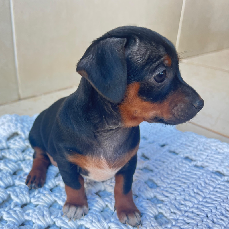 Lindos filhotes  de pinscher - Foto 1