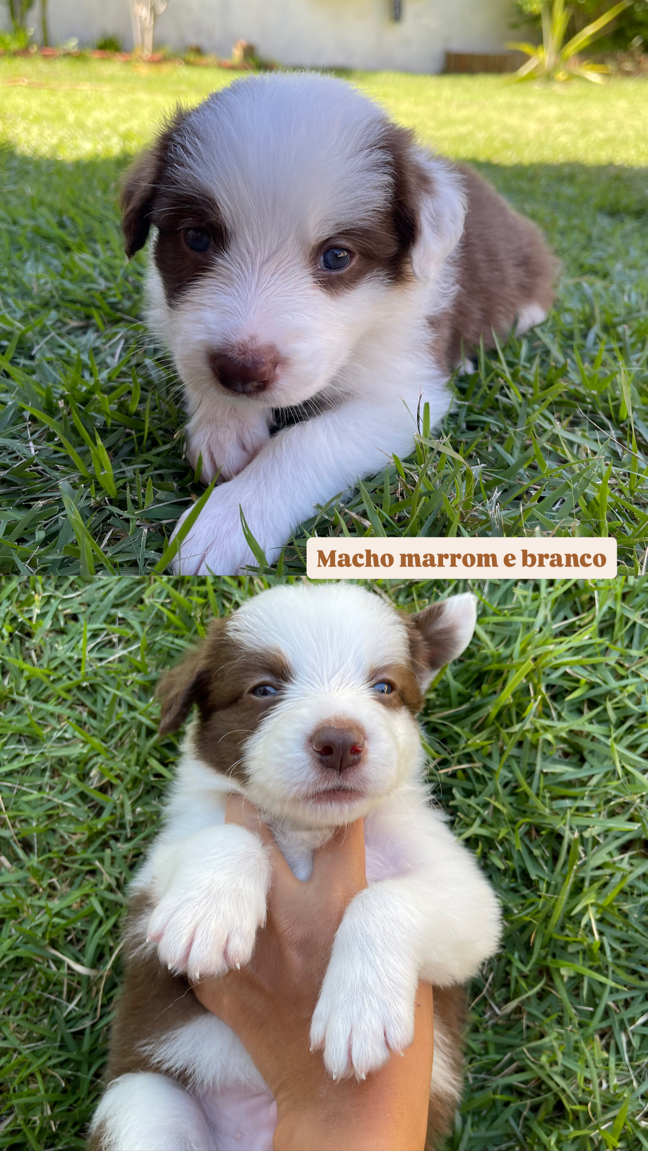 Portal Vendocão FILHOTES DE BORDER COLLIE Itabuna