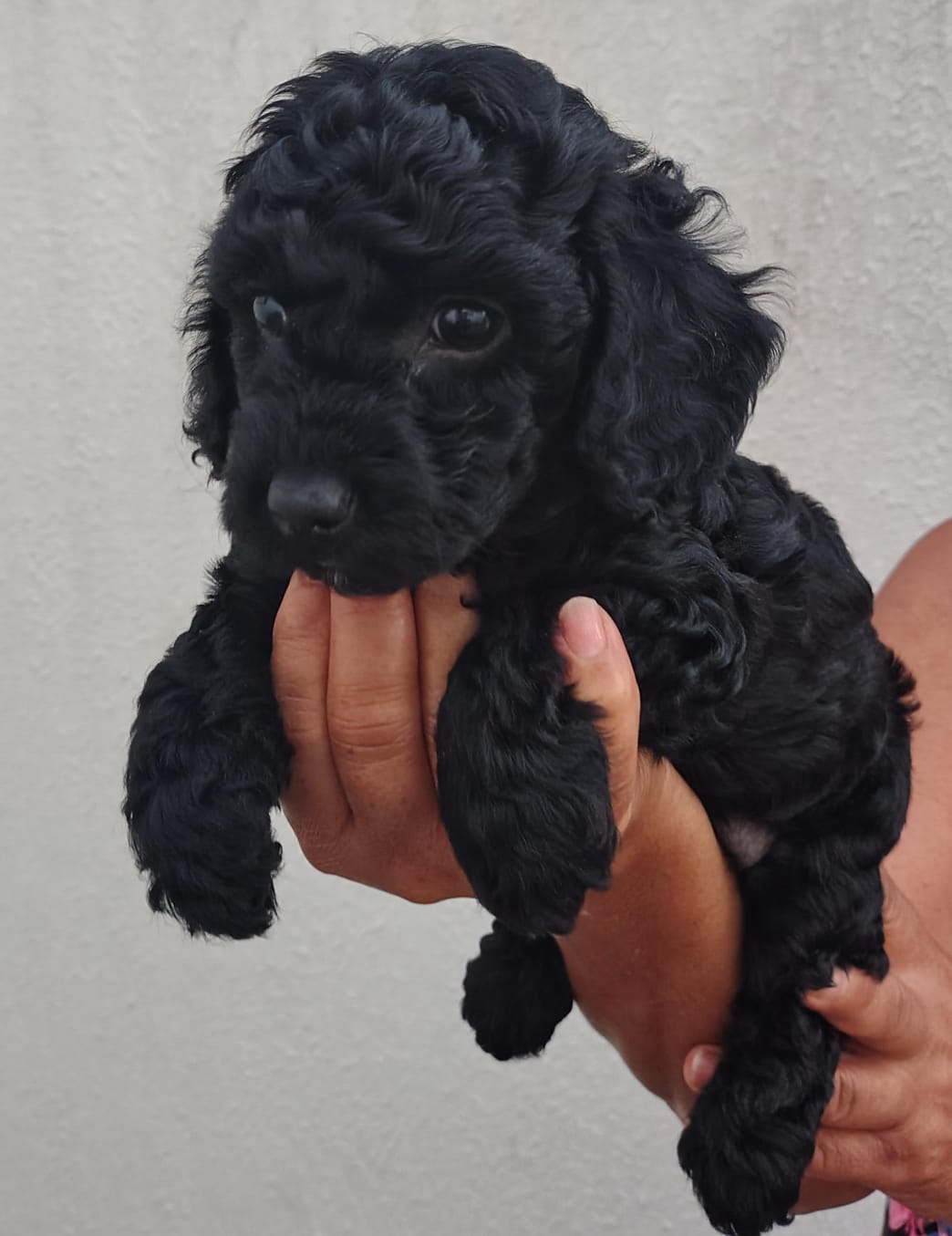 Portal Vendocão Poodle toy  Valinhos