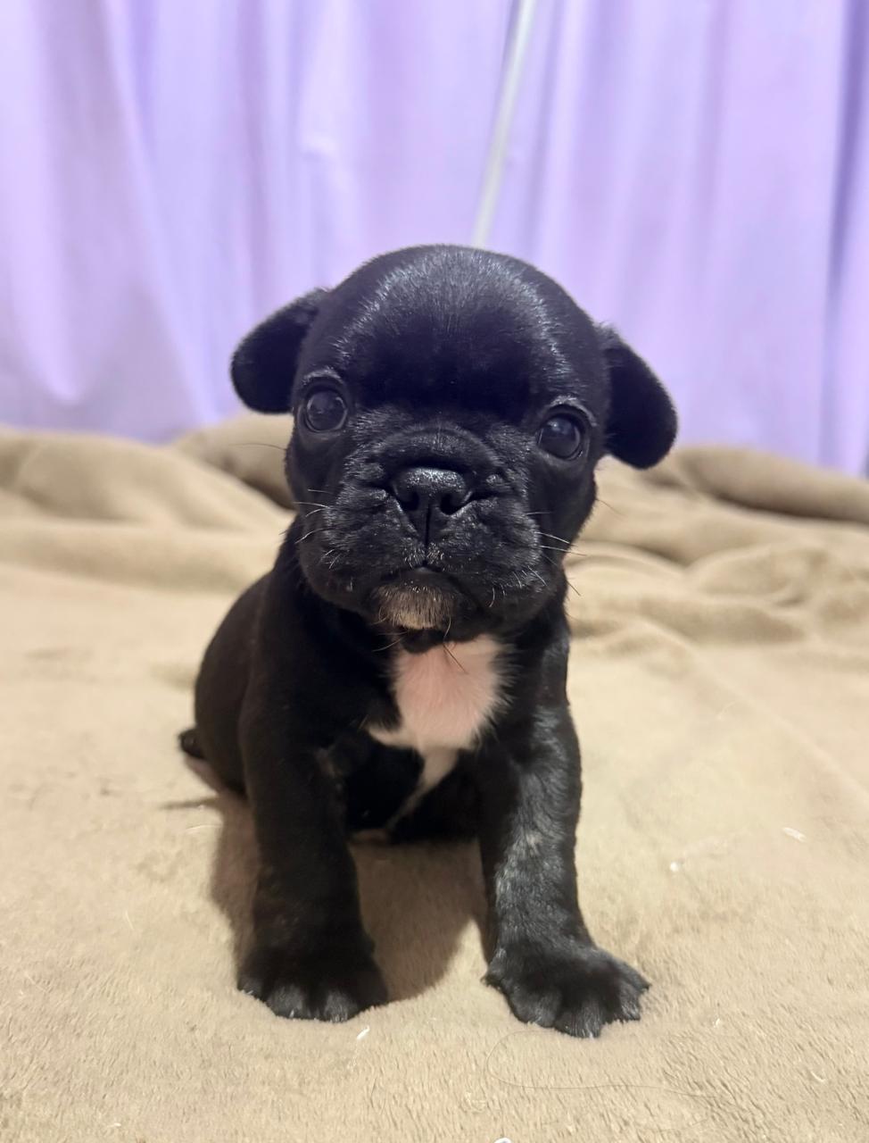 Portal Vendocão Venda Bulldog francês Pato Branco