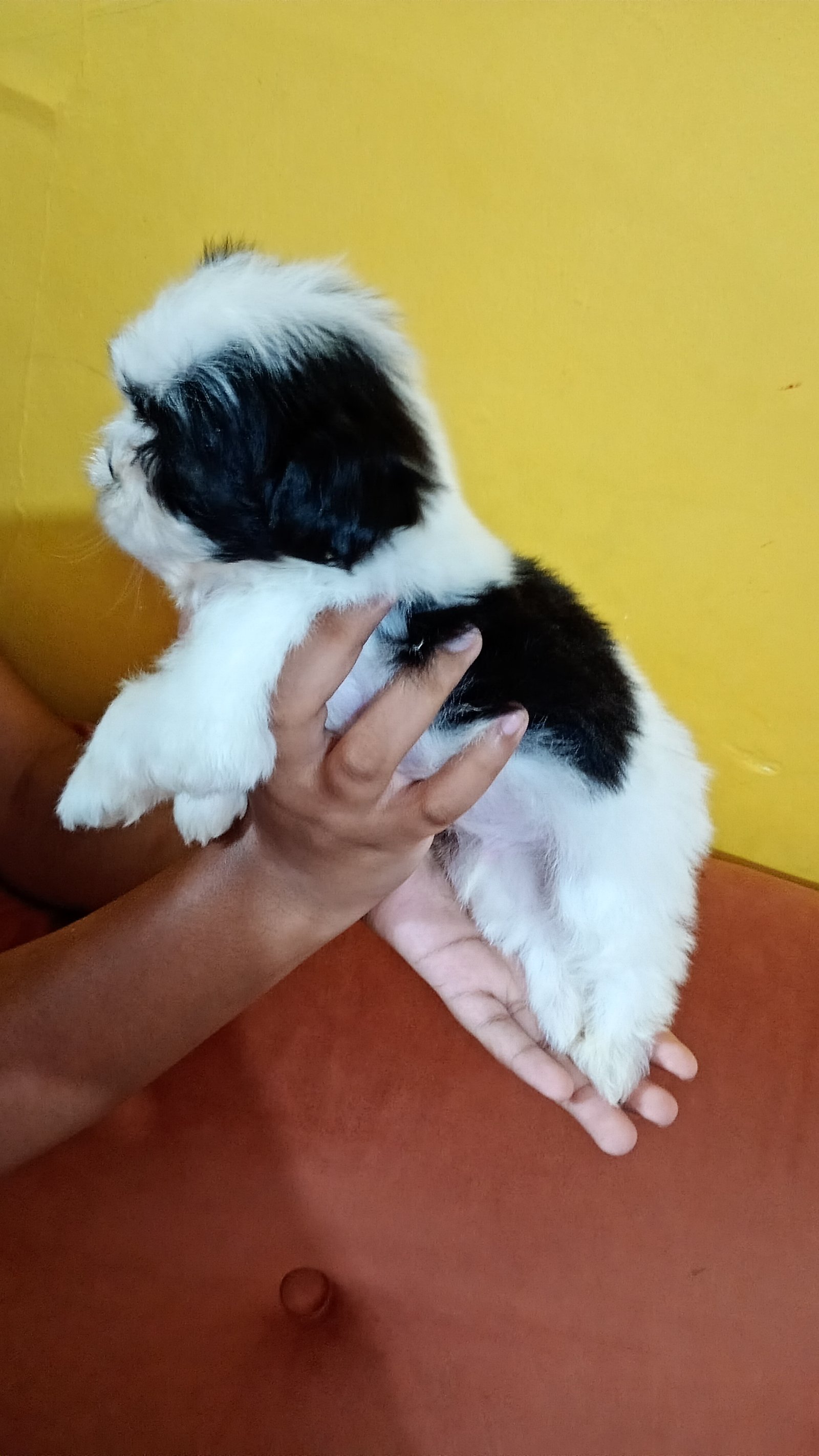 Filhote de shih Tzu 