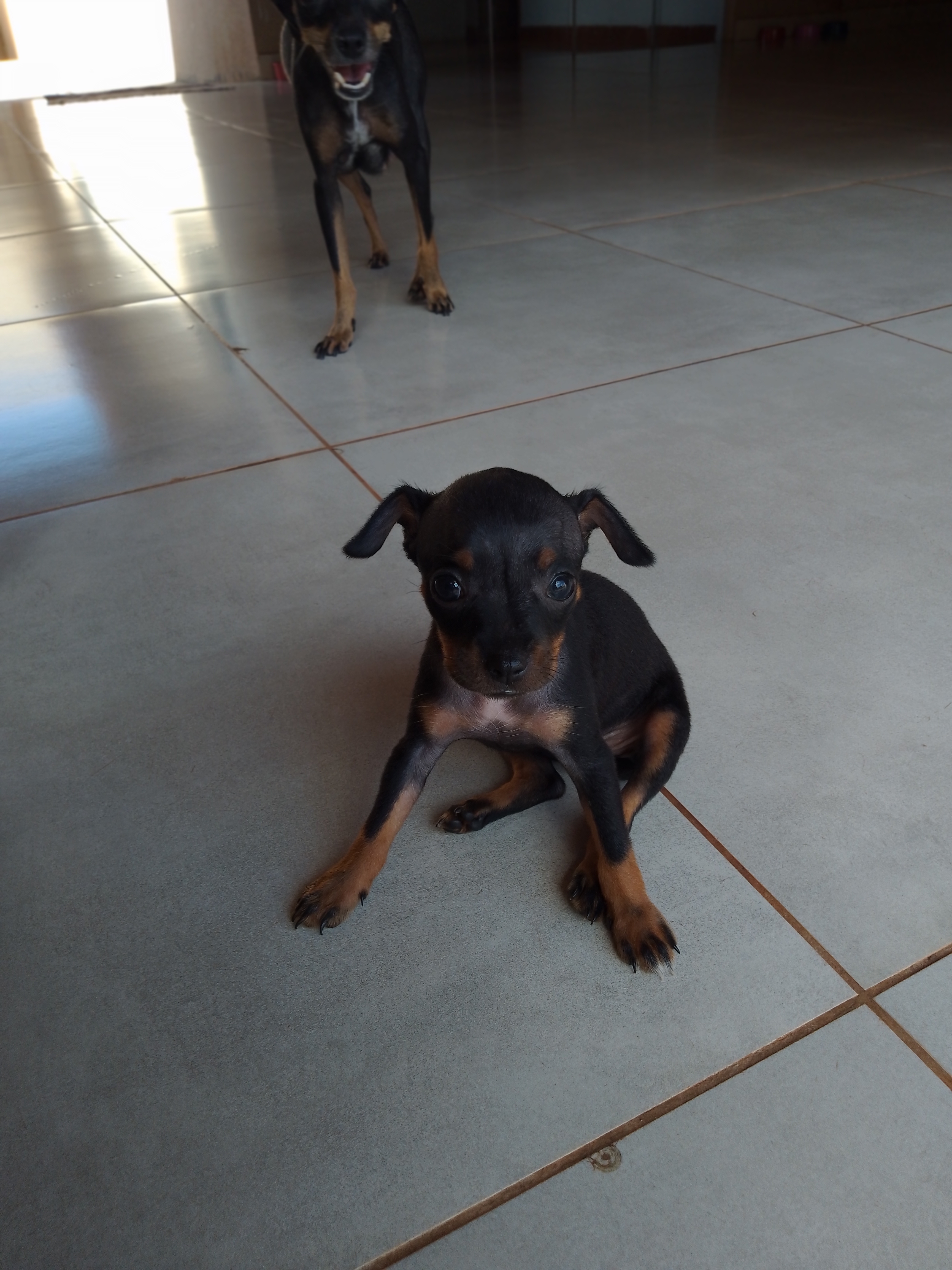 Portal Vendocão Pinscher macho N1 Campo Grande