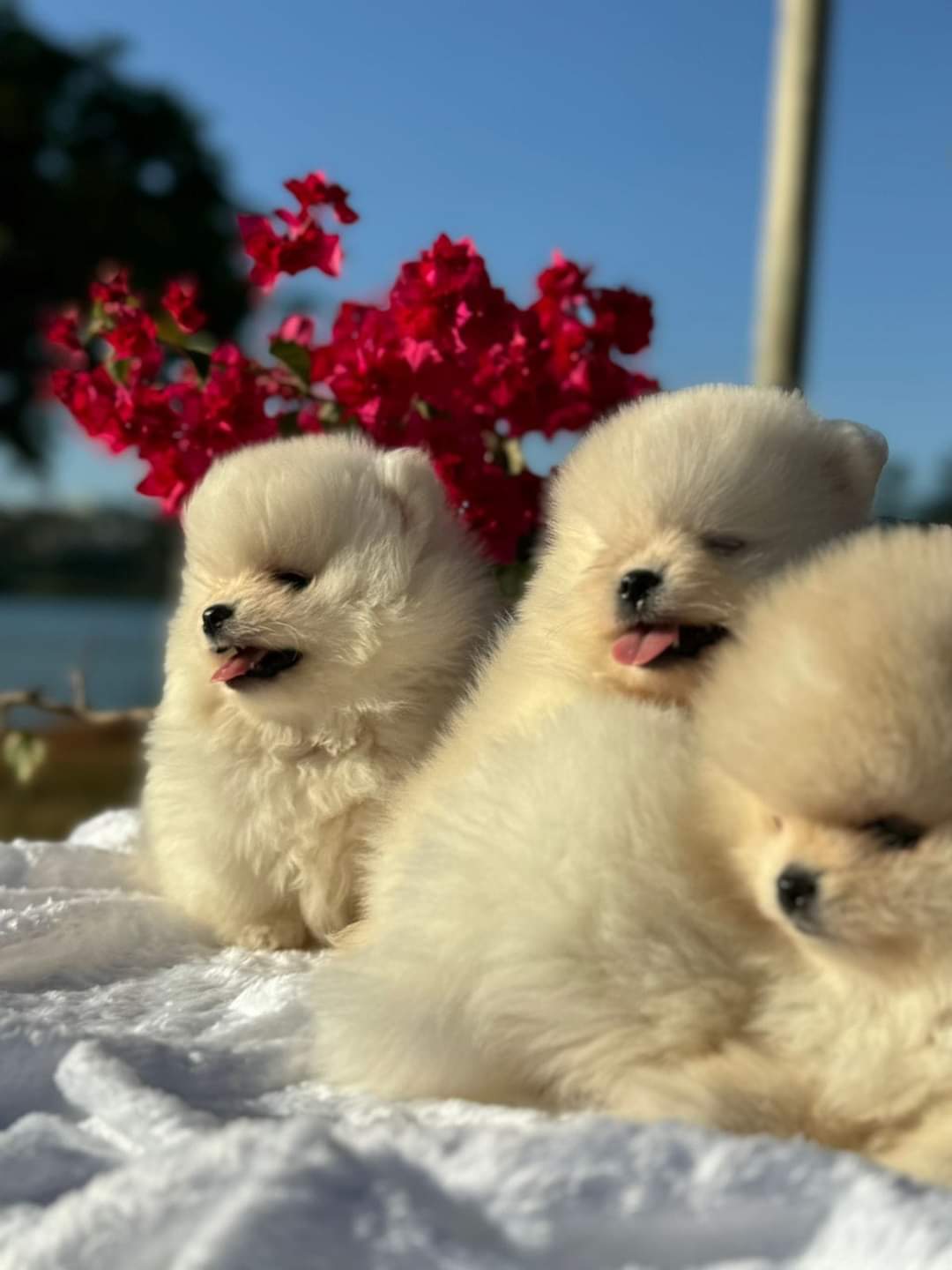Portal Vendocão Lulu da Pomerânia  Ponta porã