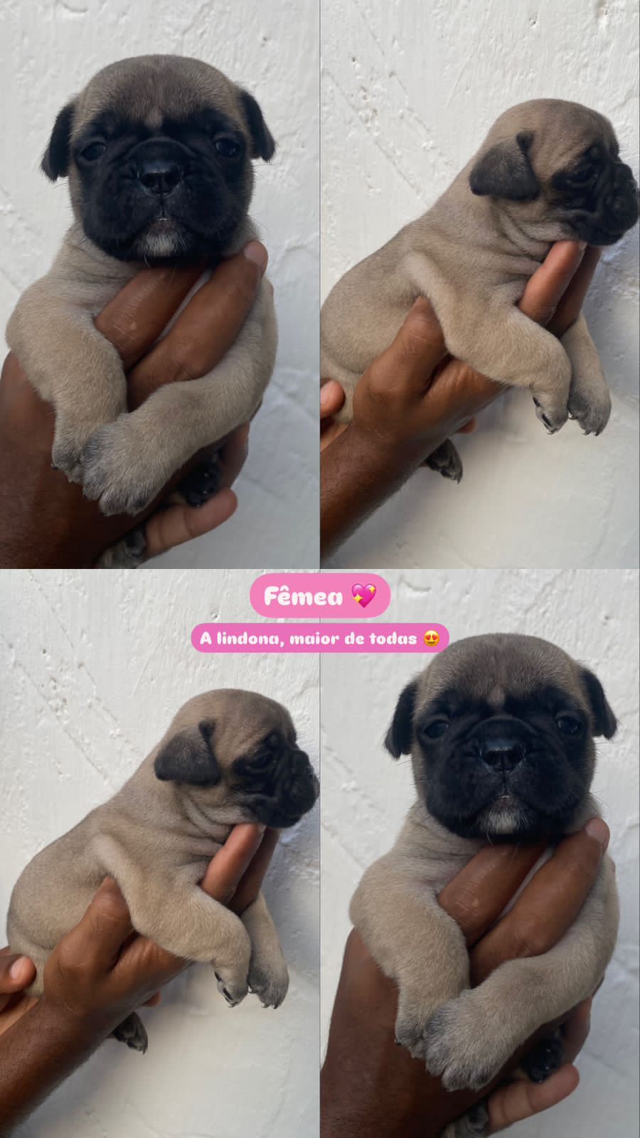 Portal Vendocão Filhote de buldogue francês  Jaboatão dos Guararapes