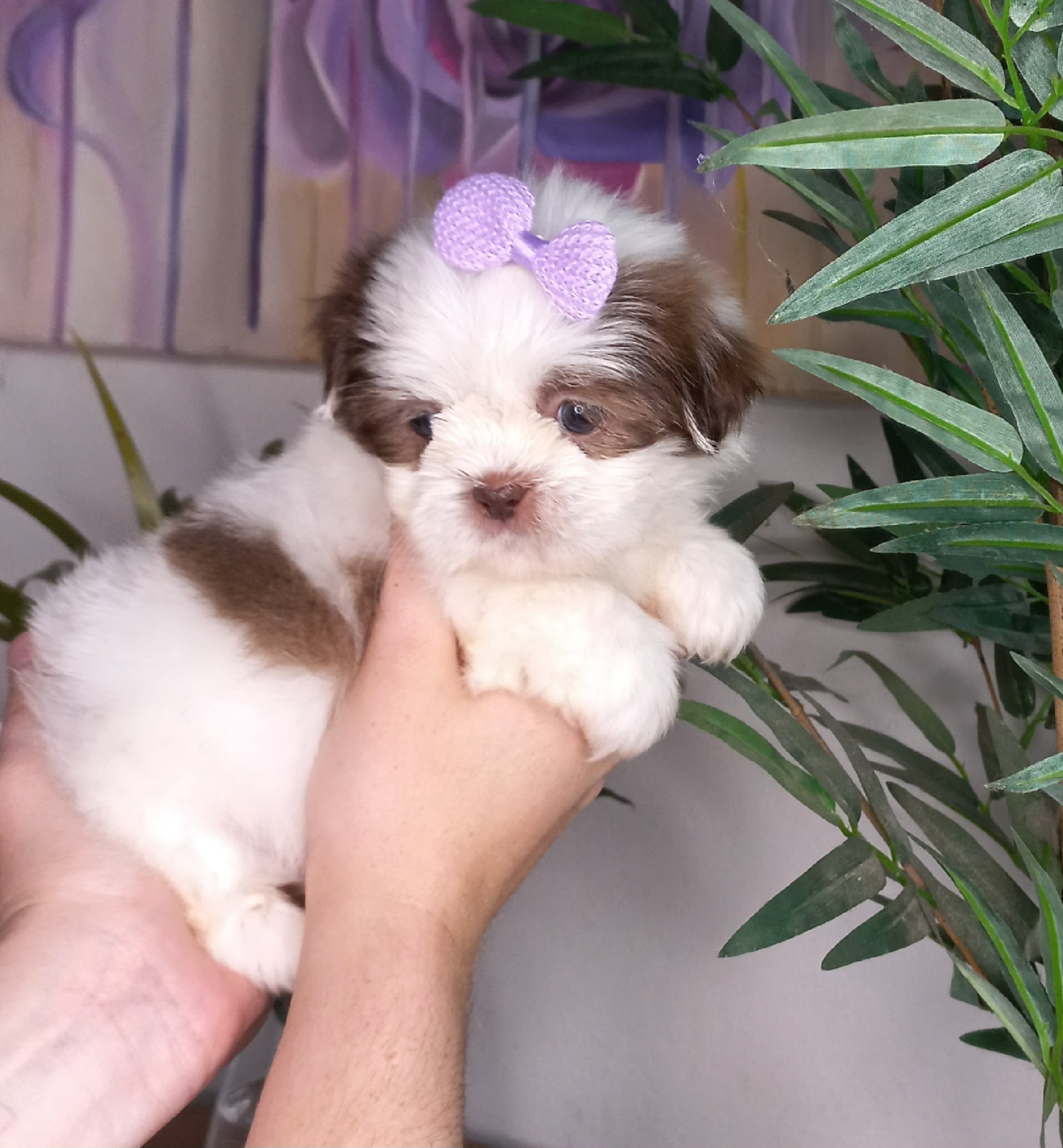 Portal Vendocão Filhote de shih tzu  Caçapava