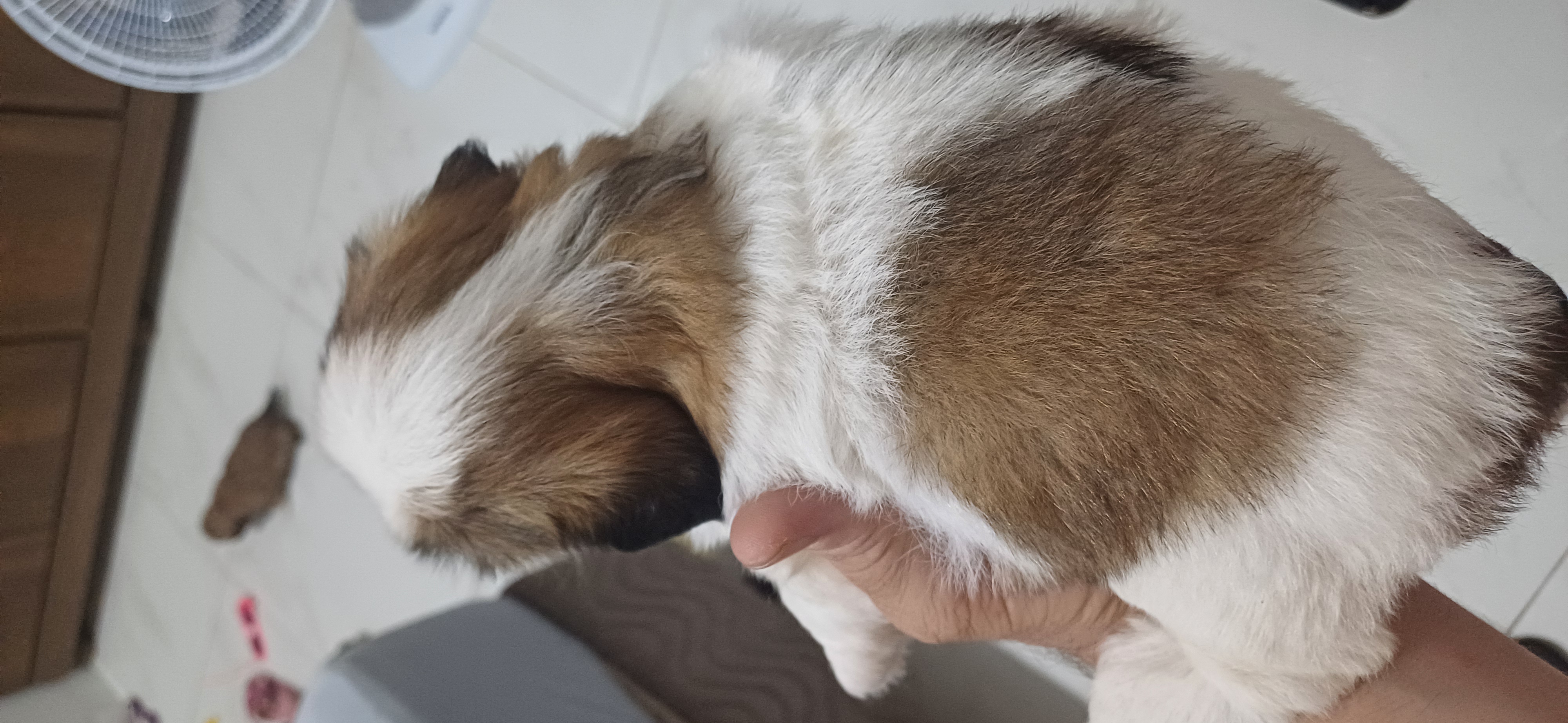 Portal Vendocão Shih tzu  Bauru
