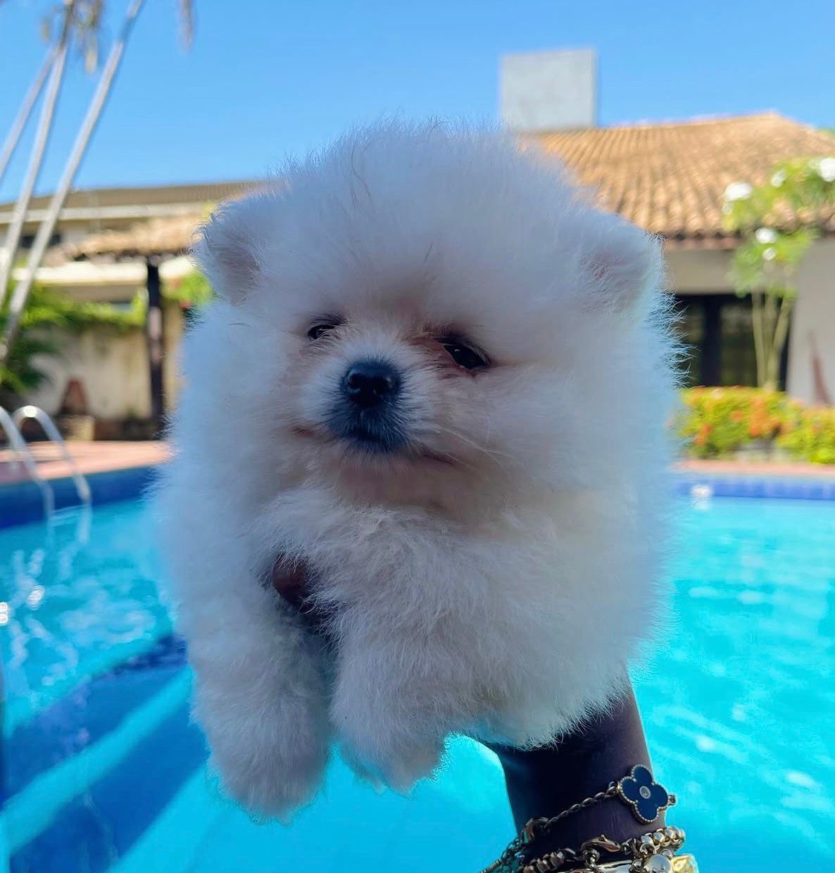 Lindos filhotes de LuLu da pomerânia  - Foto 2