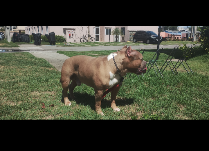 Portal Vendocão AMERICAN BULLY  Salvador Camaçari Lauro de Freitas e região 