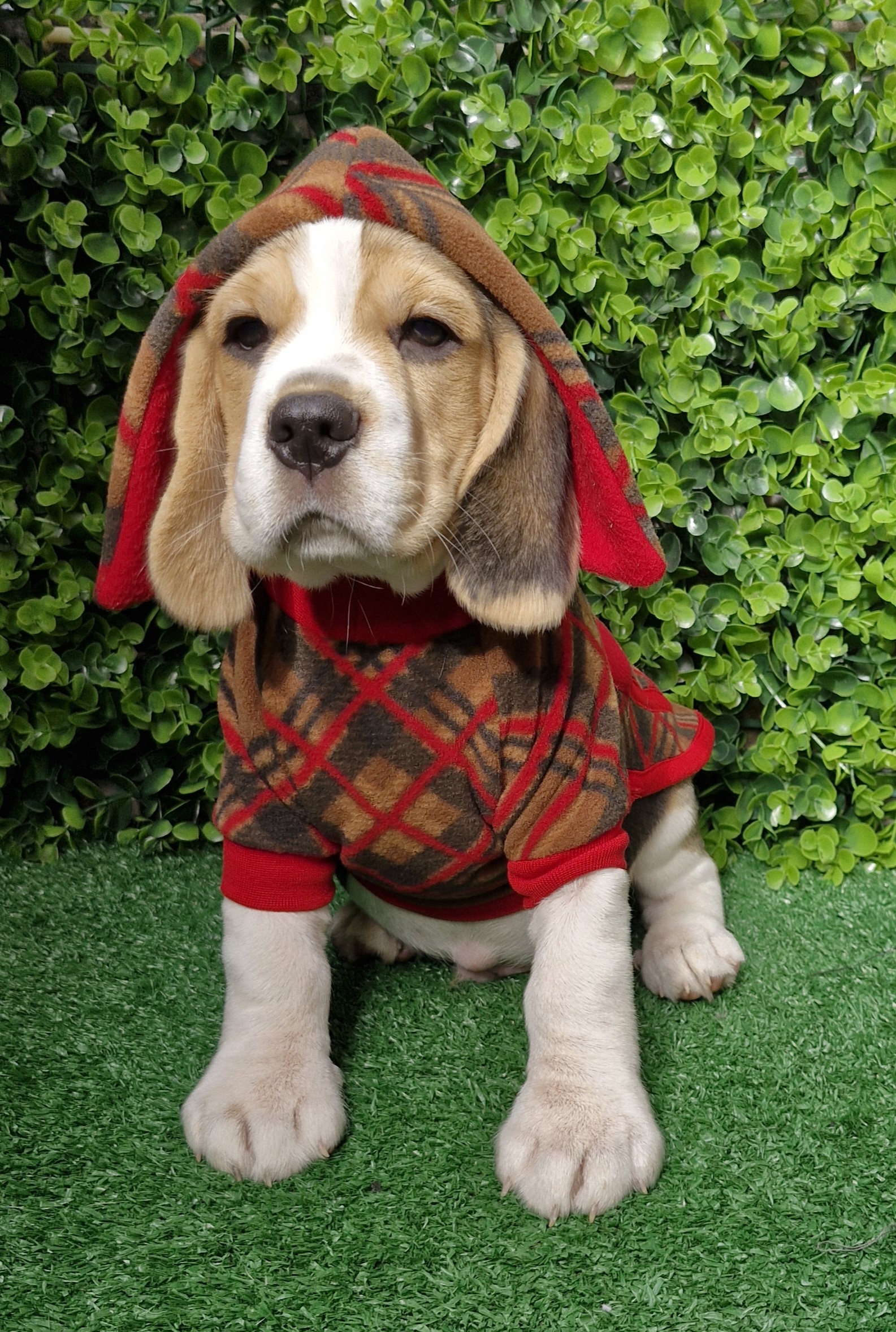 Portal Vendocão Beagle para que procura um amigo Porto Alegre 