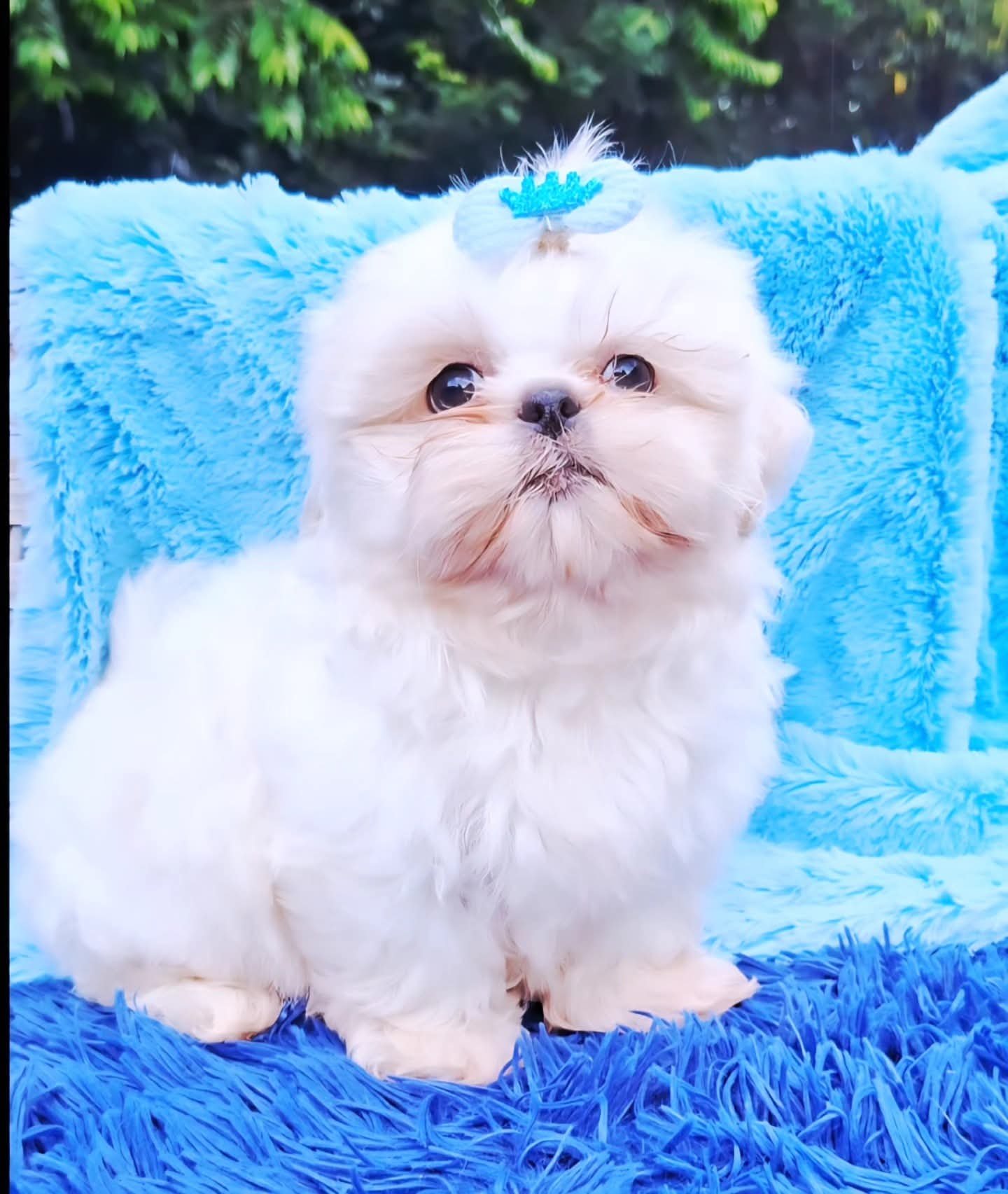 Filhotes de shih tzu - Foto 3