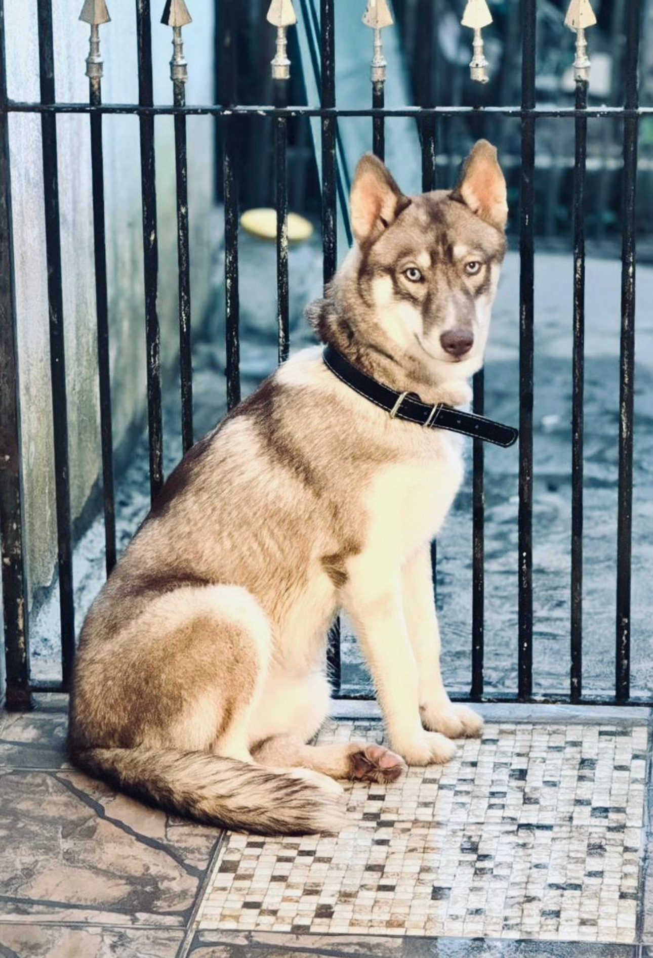 Portal Vendocão Venda de cachorro Itapecerica da Serra 